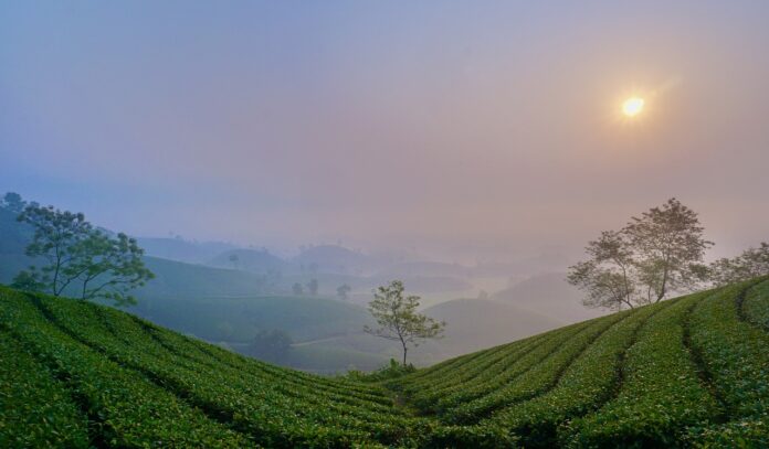 tea