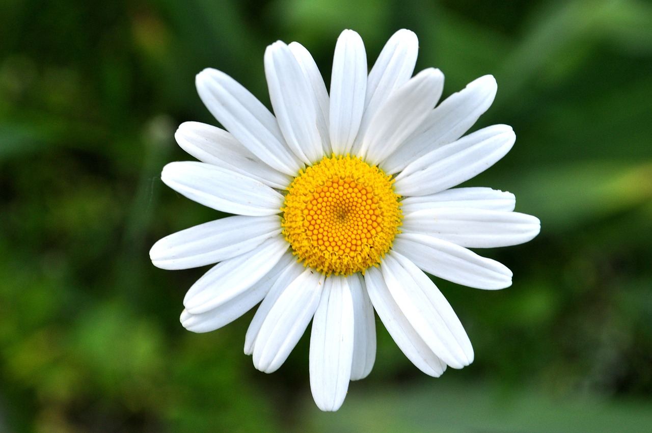 chamomile
