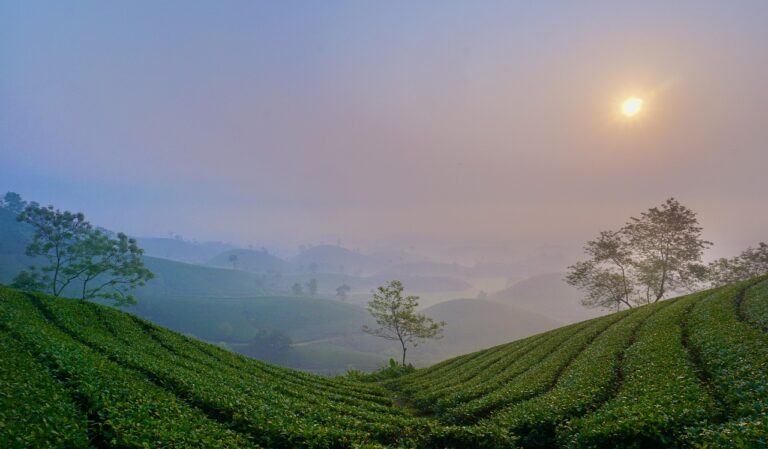 tea