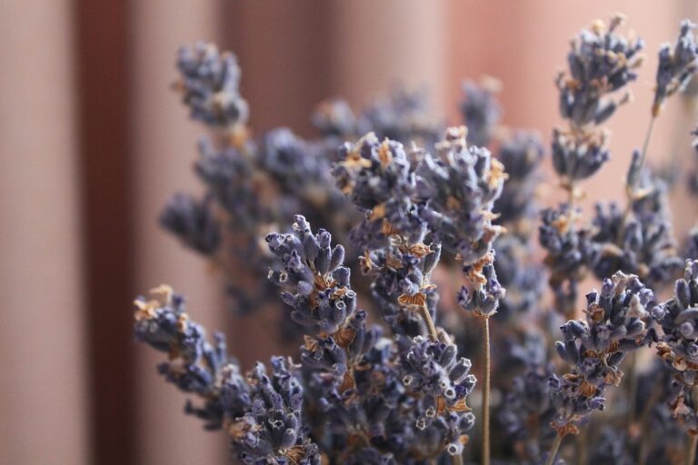 herbs