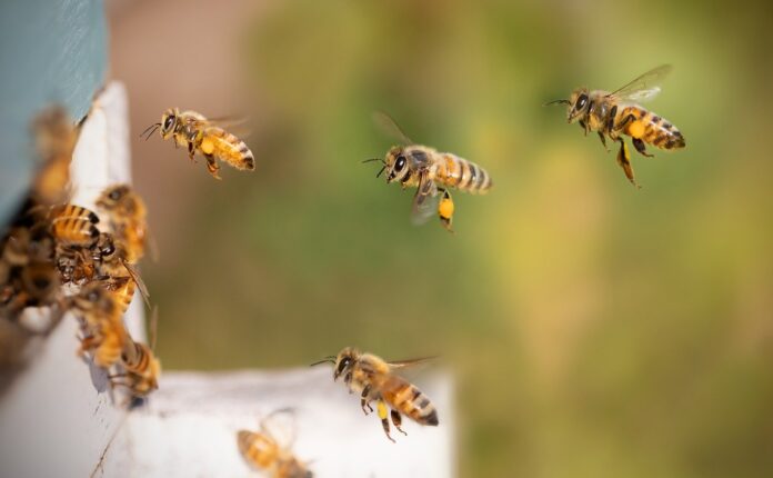 honey