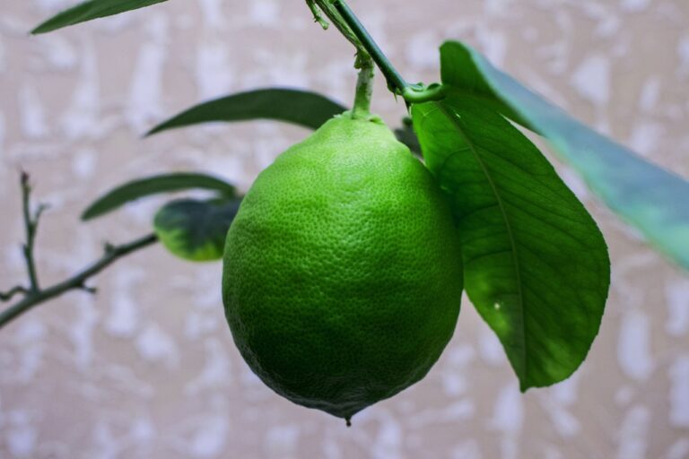 lemon