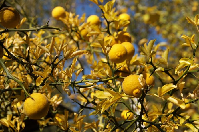lemon