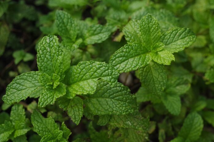 menta