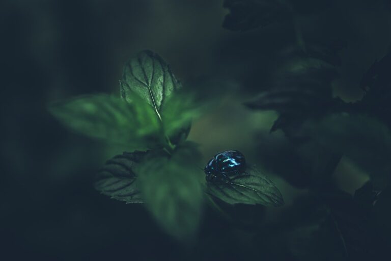 menta