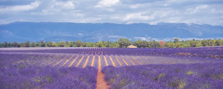 cand se planteaza lavanda in gradina