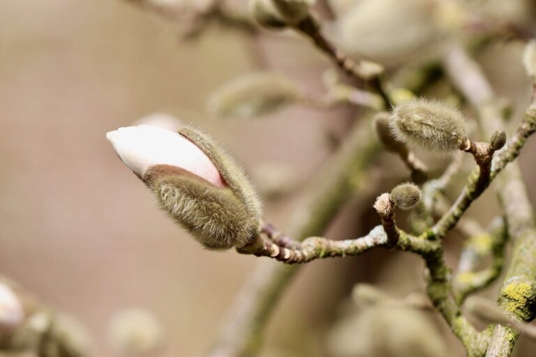 plantare magnolie in gradina