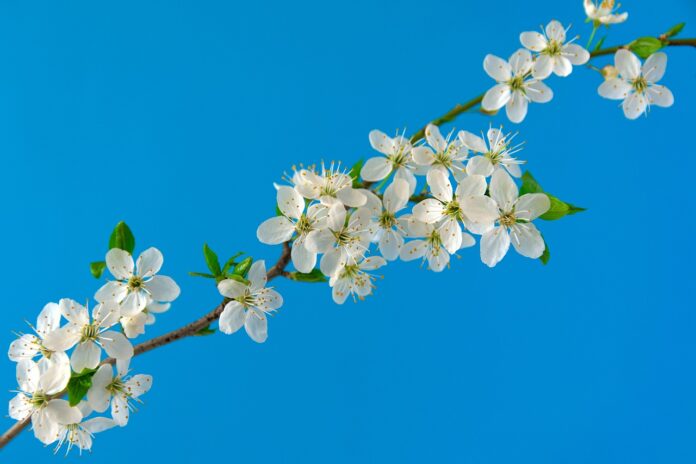 semanarea florilor in gradina