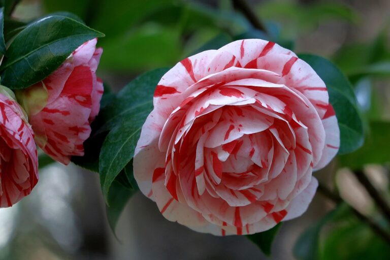 camellia japonica plantare in gradina