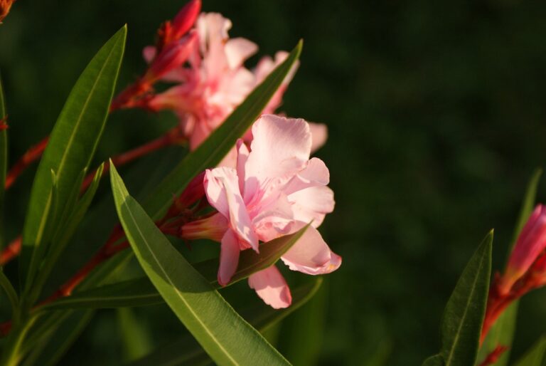 leandru in gradina iarna