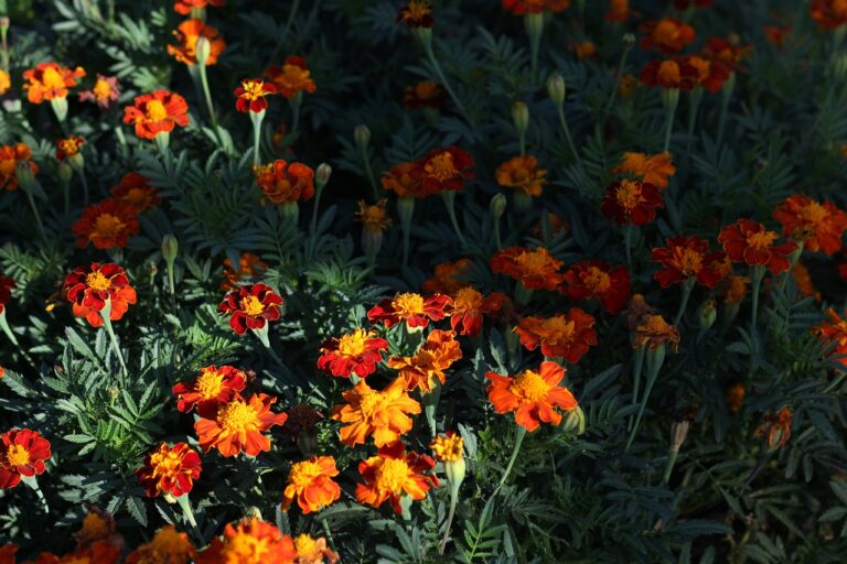 craitele in gradina de legume