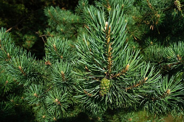 plante verzi iarna in gradina