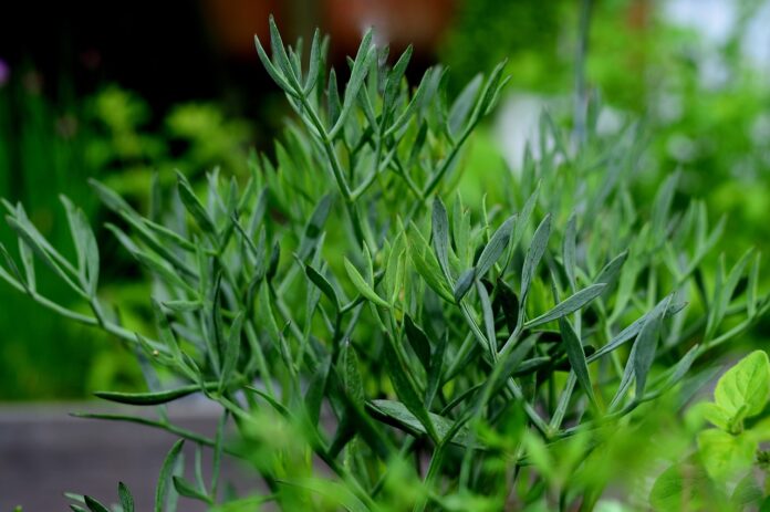 cultivare fenicul in gradina