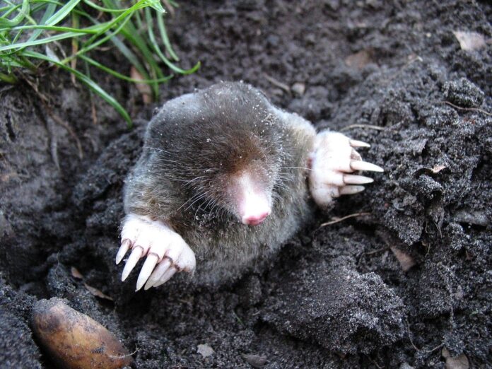 animale daunatoare in gradina