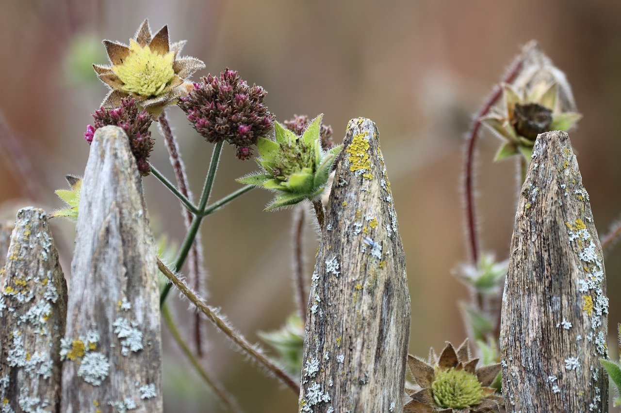 calendarul lucrarilor in gradina de legume