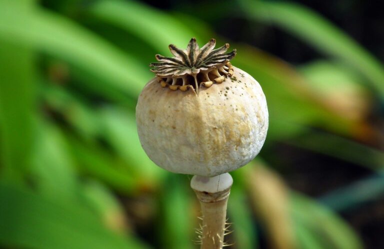 bicarbonat de sodiu in gradina de legume