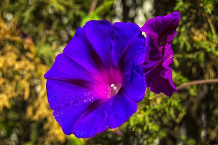 campanula ingrijire in gradina
