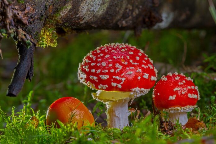 cultivare ciuperci in gradina