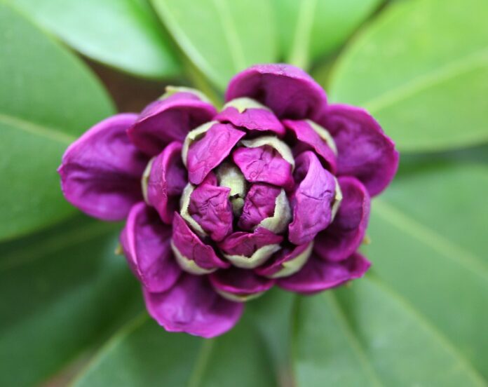 cand se planteaza rododendronul in gradina