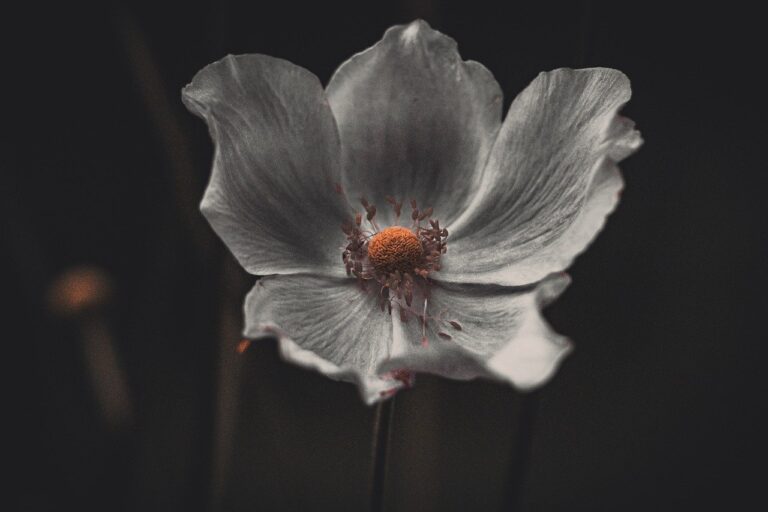 cand se pune arpagicul in gradina