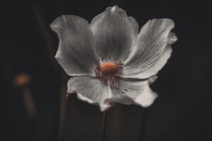 calluna vulgaris in gradina