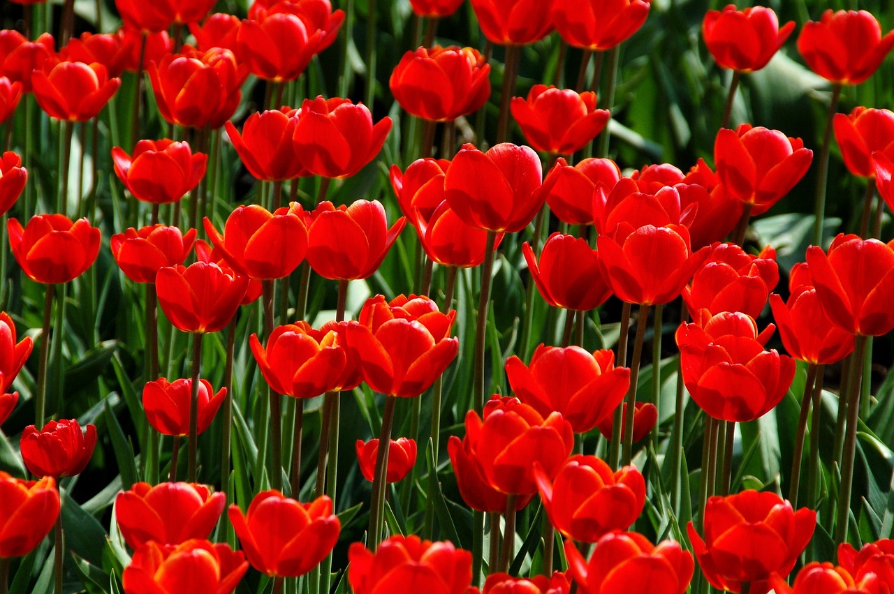 ce flori se planteaza in mai in gradina
