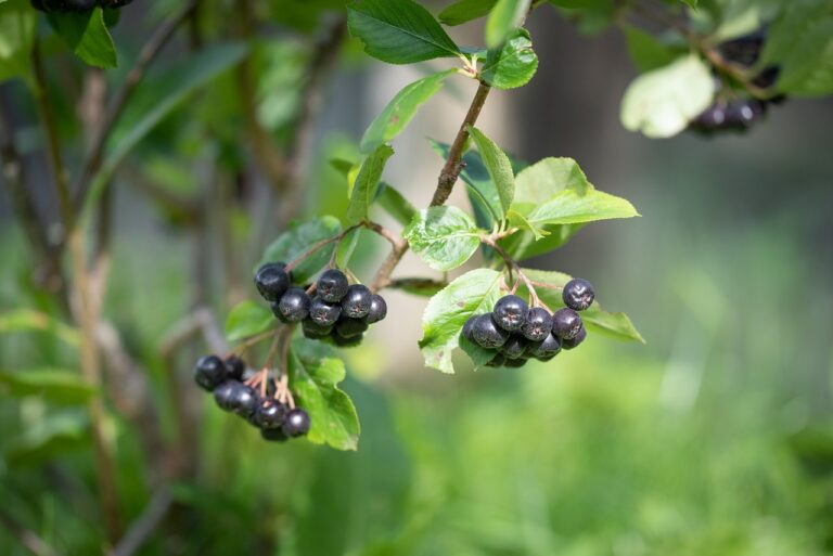 plantare aronia in gradina