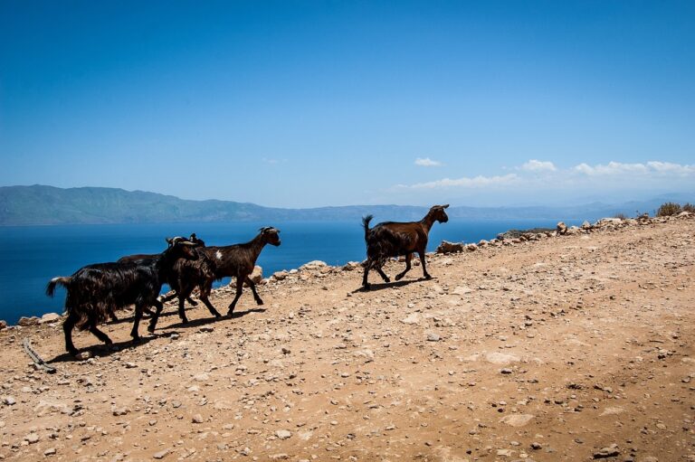 cartita in gradina de legume