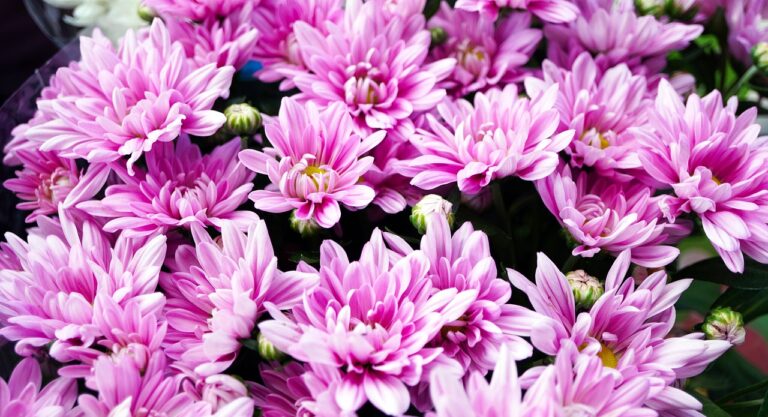 cultivarea crizantemelor in gradina