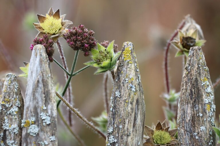 plante prietene in gradina