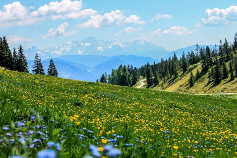 cand se planteaza semintele de flori in gradina