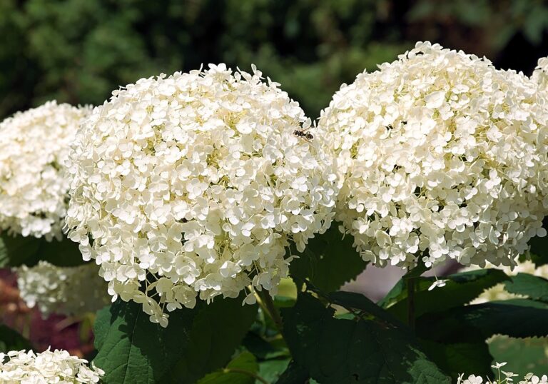 plantare hortensie in gradina