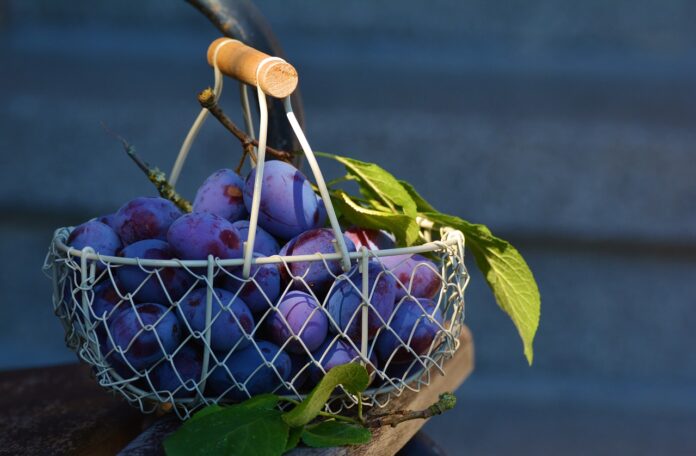 stropirea prunilor cu piatra vanata