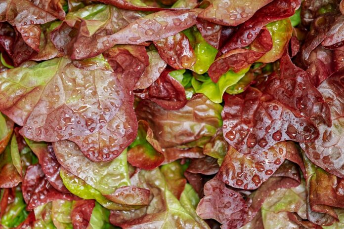 cand se planteaza salata verde in gradina
