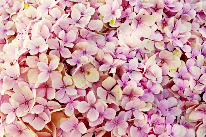 cand se planteaza hortensia din ghiveci in gradina