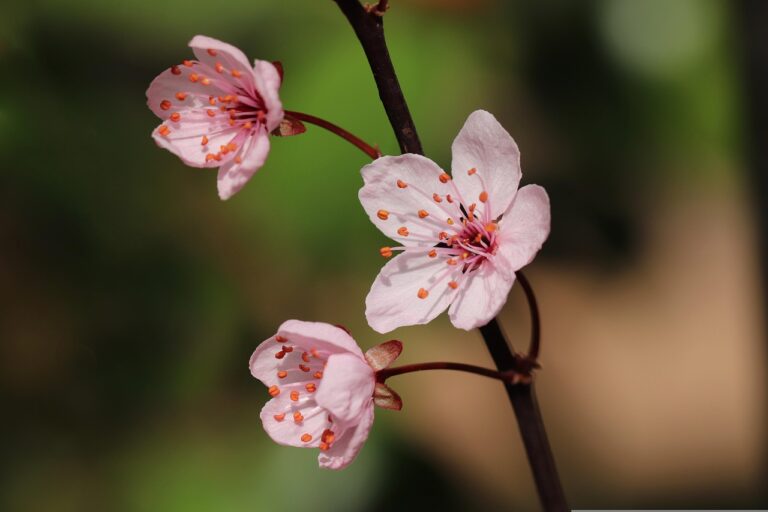 stropirea prunilor in floare
