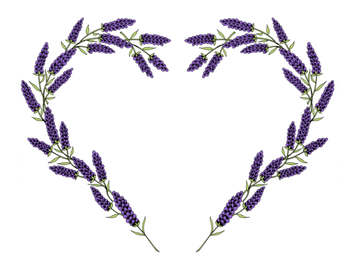 lavanda in gradina