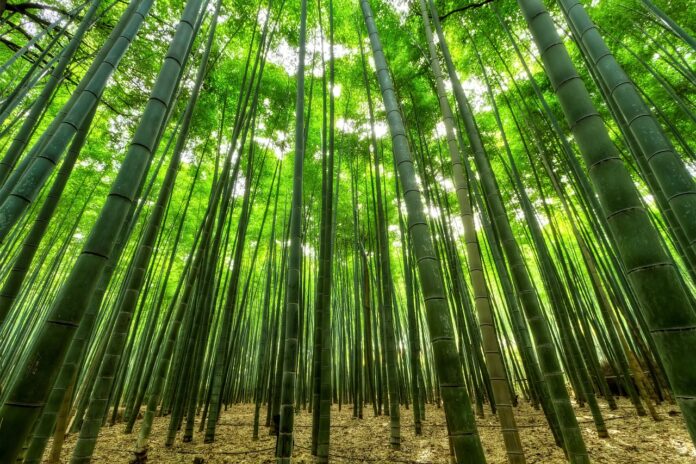 plantare bambus in ghiveci