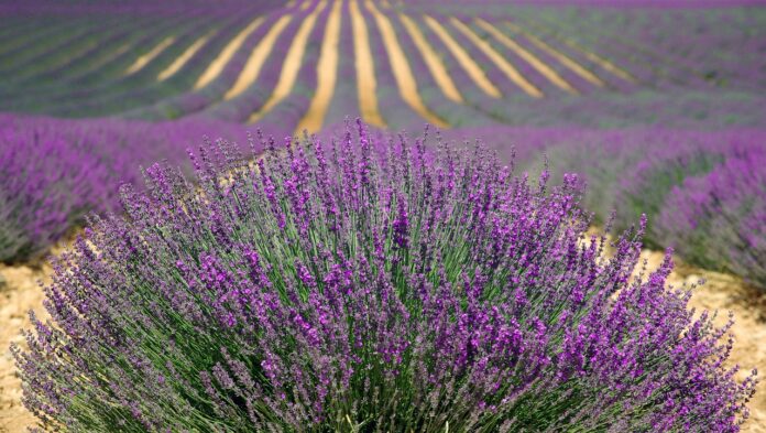 butasi de lavanda ingrijire dupa plantare