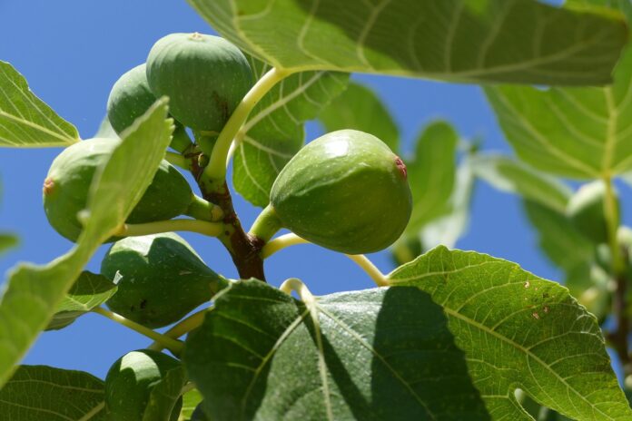 plantarea smochinului toamna