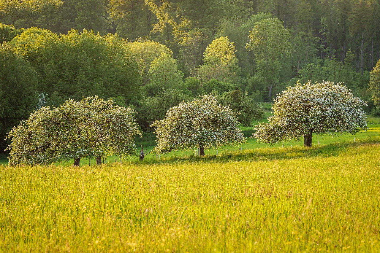 plantarea pomilor toamna