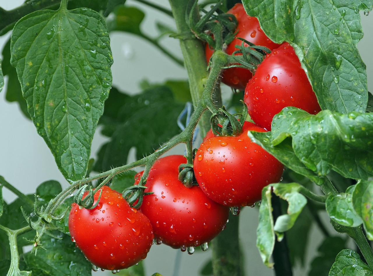 distanta plantare rosii in camp