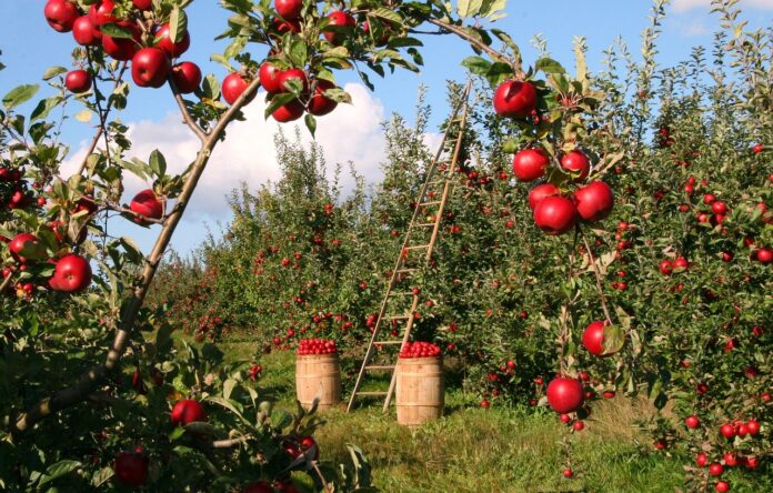 plantarea pomilor fructiferi toamna