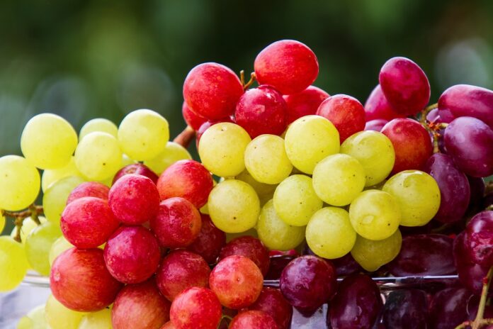 distanta plantare vita de vie