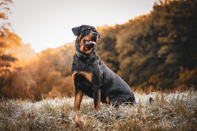 Rottweiler caine de paza inteligent si loial