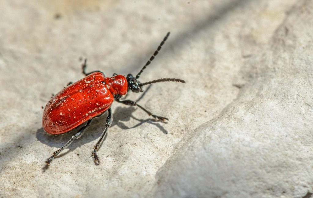 scarlatina simptome