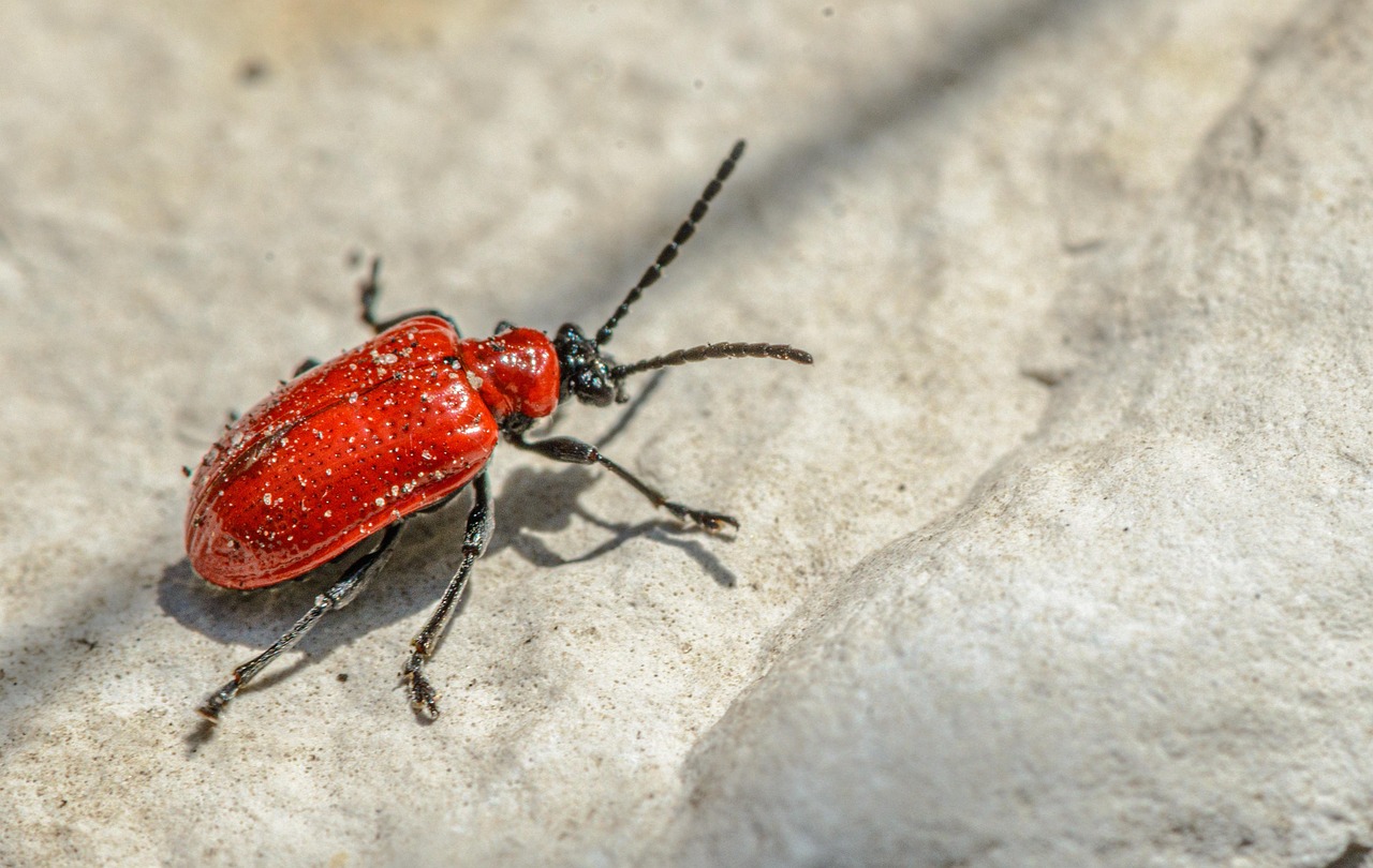 scarlatina simptome