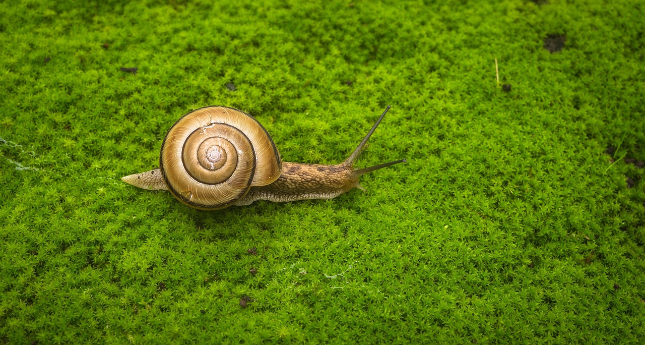 scaun cu mucus la bebelusi
